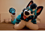 Ima tiger