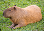 Capybara Community <3