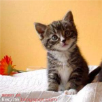 kitty cat Group Thumbnail
