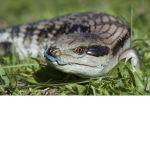 Lizards win