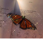 •Lovely butterflies