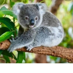 Cute Koala's Cute
