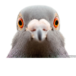 Pigeon Cult.