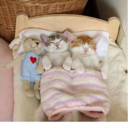 meow
