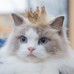 ROYALTY KING