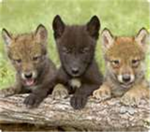 The wolf society