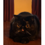 CHAT MIMI