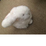 True Rabbit Army