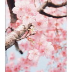 Falling Blossoms :>