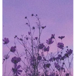 •Kelsey’s Lilacs•
