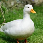 duck by the block