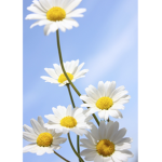 ~Daisys group~