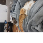 Maple and hazl