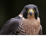 The Fast Falcons