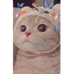 Семья солнышек