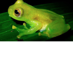 frog cult for the real frogs :D