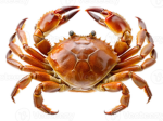 Party Of Crabs