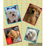 Messy ñ Cooper Army!