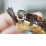 TT Turtle Team