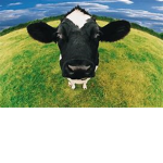 Moo Moo Fan Club