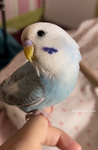 Parakeets group
