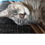 catsvideo123
