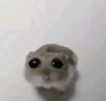DaFetaCookies