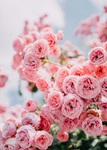 PinkRxses<3
