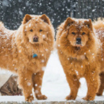 Chow-Chow Fans