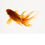fishes united