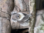 Koala lovers ash class