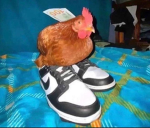 Madd's Chicken coop