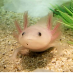 Axolotl Inc