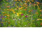 Flower Meadow Outdoor School