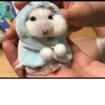 pookums