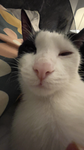 mokoko