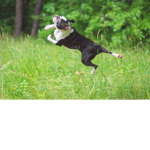the jumps
