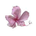 Fiorire