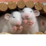 My cuties rats