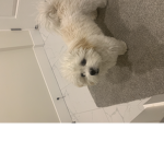 Doggy manny