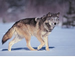 The Wolf-Fans!