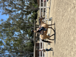Sapphire Riding Stables