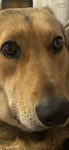 {~Dog lovers~}