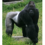 gorilla army base