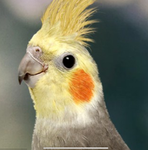 Cockatiel gang!