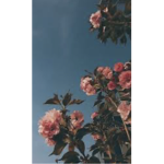 blablah1