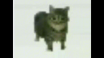 Deficient Kitten Studio