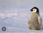 Penguin army 27