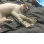 Cat happiness