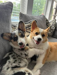 Alexis and ronin